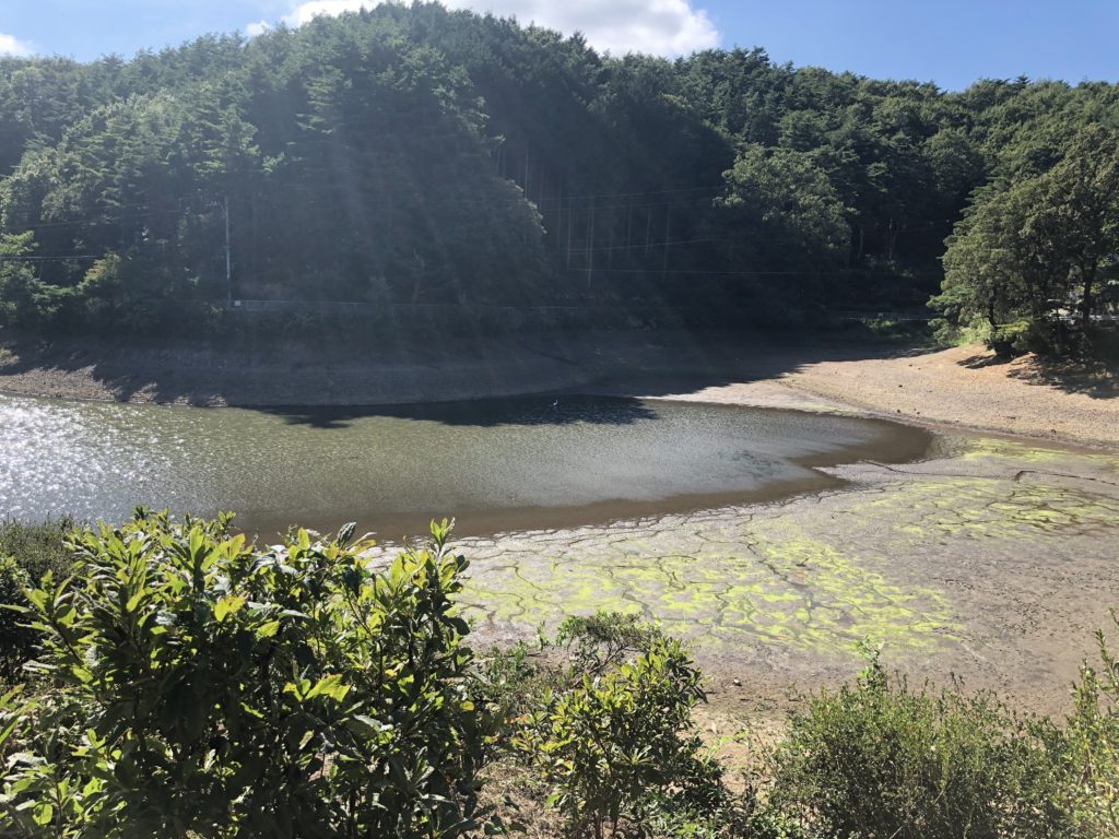 もはや水たまりレベルの小坂田池